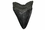 Bargain, Fossil Megalodon Tooth - Serrated Blade #345783-2